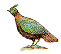 Nationalfågel (4085 bytes)